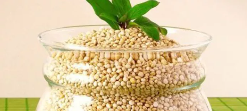 How to Cook Quinoa – The Richest Plant Source of Calcium