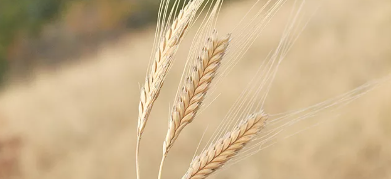 Health Benefits of Einkorn Wheat