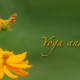 Yoga for Pregnant Women | Yoga and Pregnancy